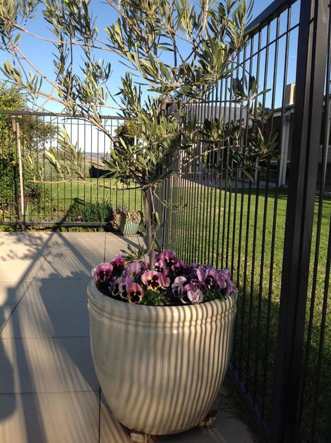 Amazing Views Pet Friendly Bed And Breakfast - Phillip Island Accommodation 3