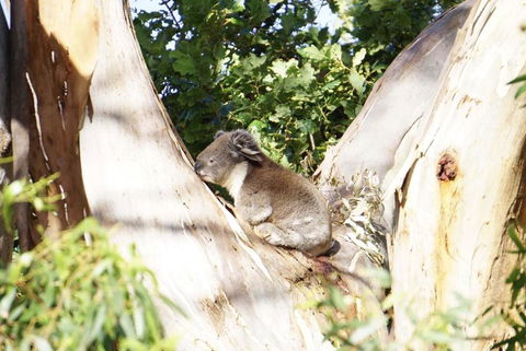 Apollo Panorama Guesthouse - Phillip Island Accommodation 2