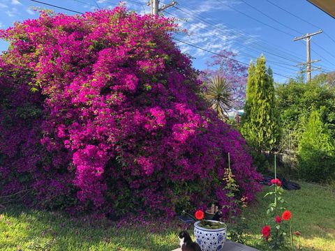 Private Room In Marsfield/Macquarie Park/Uni/Eastwood - Phillip Island Accommodation 1