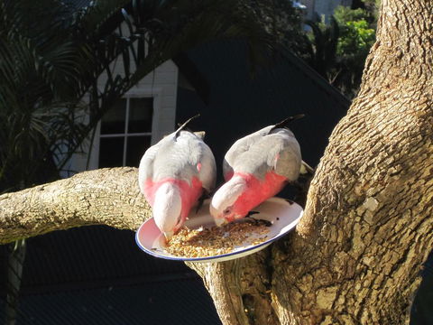 Avoca Breezes - Phillip Island Accommodation 2