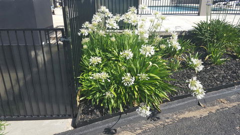 Bathurst Gold Panner - Phillip Island Accommodation 1