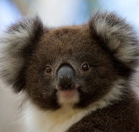 Bimbi Park - Camping Under Koalas - Phillip Island Accommodation