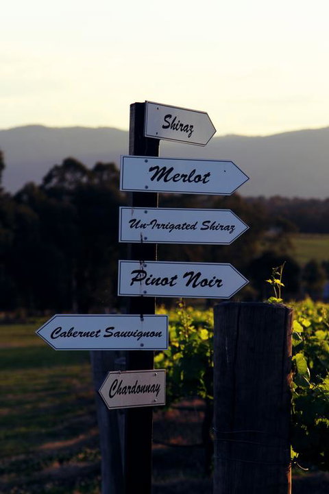 Blueberry Hill Vineyard Villa - Phillip Island Accommodation 3
