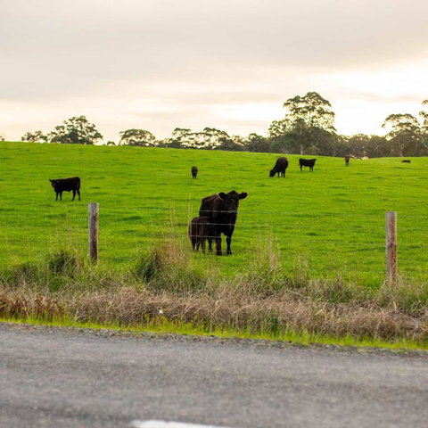 The Old Farm Cottage, Mount Torrens - Phillip Island Accommodation 2