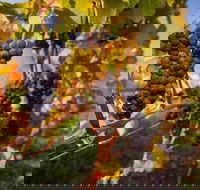 Full Day Tamar Valley Wine Tour - Phillip Island Accommodation