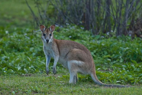 Cairns 4WD Waterfall And Rainforest Tour Including Kuranda Scenic Railway - Phillip Island Accommodation 2