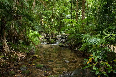 Cairns Reef And Rainforest Combo: Daintree Rainforest And The Great Barrier Reef - Phillip Island Accommodation 1