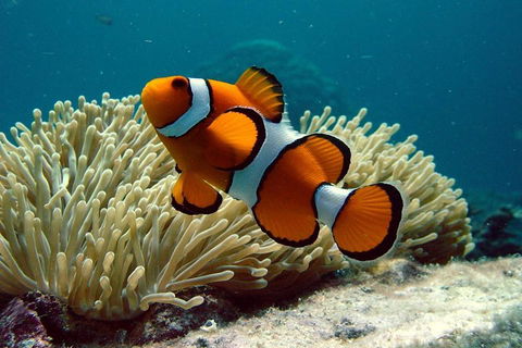 Cairns Reef And Rainforest Combo: Daintree Rainforest And The Great Barrier Reef - Phillip Island Accommodation 2