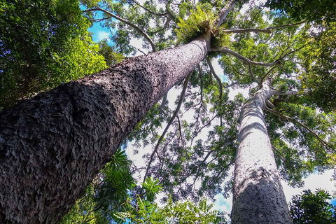 Paronella Park And Millaa Millaa Falls Full-day Tour From Cairns - Phillip Island Accommodation 1