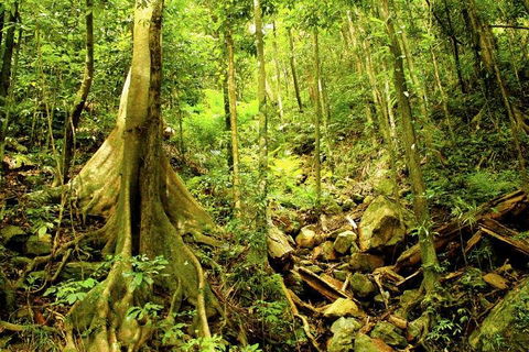 Barron Gorge And Kuranda National Park Half Day Rainforest And Waterfall 4WD Tour From Cairns - Phillip Island Accommodation 4
