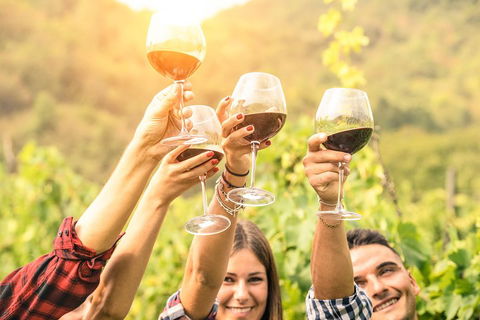McLaren Vale Luxury Wine Tour - Phillip Island Accommodation 2