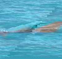 Snubfin Dolphin Eco Cruise from Broome - Phillip Island Accommodation
