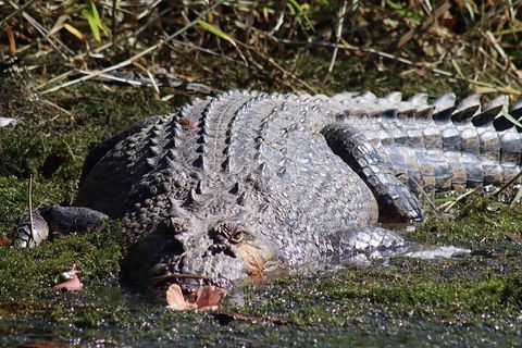 Afternoon Half-Day Daintree Rainforest And River Tour - Phillip Island Accommodation 5