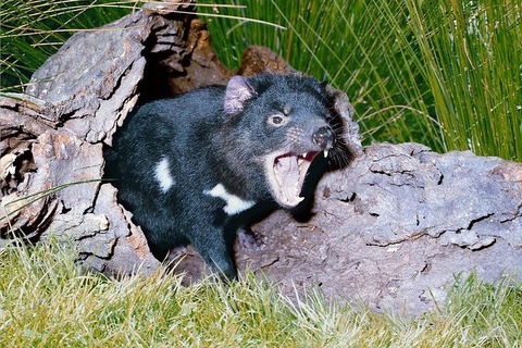 Private Blue Mountains Tour With Kangaroo And Koala Experience - Phillip Island Accommodation 0