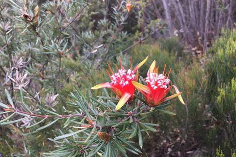 Private Blue Mountains Tour With Kangaroo And Koala Experience - Phillip Island Accommodation 4