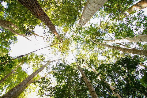 Fraser Island 4WD Tour From Noosa - Phillip Island Accommodation 0
