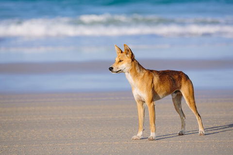 Fraser Island 4WD Tour From Noosa - Phillip Island Accommodation 5