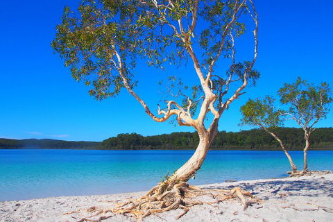 Fraser Island 4WD Tour From Rainbow Beach - Phillip Island Accommodation 5