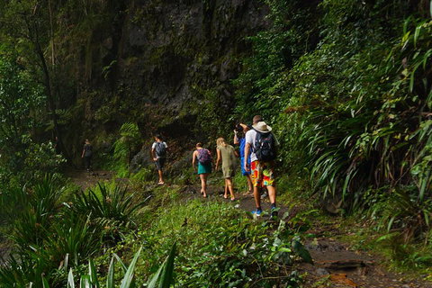 Glow Worms Private Tour - Nocturnal Rainforest Walk - Phillip Island Accommodation 1