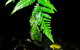 Glow Worms Private Tour - Nocturnal Rainforest Walk - thumb 2