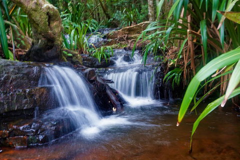 Glow Worms Private Tour - Nocturnal Rainforest Walk - Phillip Island Accommodation 5
