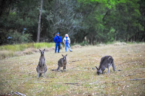 Private Blue Mountains And Winery Day-Trip From Sydney - Phillip Island Accommodation 5