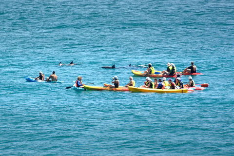 The Byron Bay Sea Kayak Tour - Phillip Island Accommodation 1