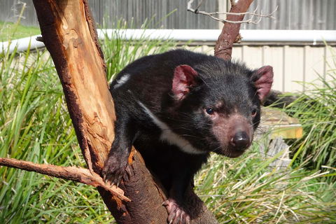 Tasmania 4 Day East Coast + Launceston - Phillip Island Accommodation 2