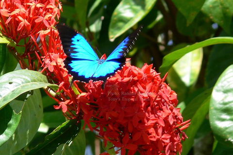 Daintree Rainforest, Cape Tribulation, Mossman Gorge Small-Group Day Tour - Phillip Island Accommodation 2