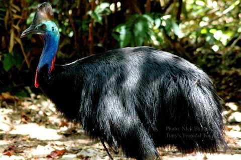 Daintree Rainforest, Cape Tribulation, Mossman Gorge Small-Group Day Tour - Phillip Island Accommodation 3