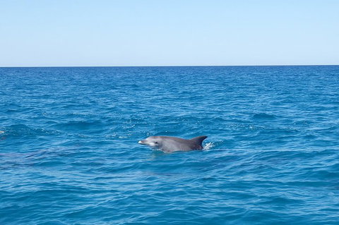 Noosa Wild Dolphin Safari - Phillip Island Accommodation 1