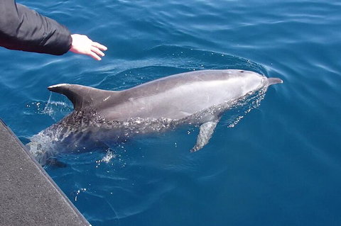Noosa Wild Dolphin Safari - Phillip Island Accommodation 2
