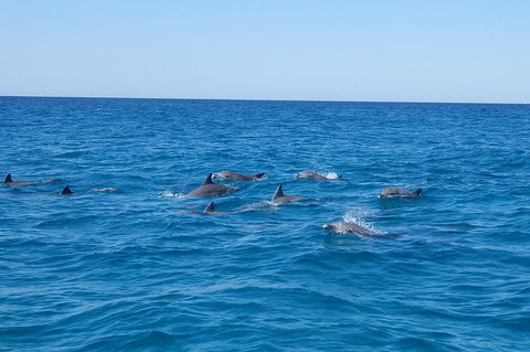 Noosa Wild Dolphin Safari - Phillip Island Accommodation 3