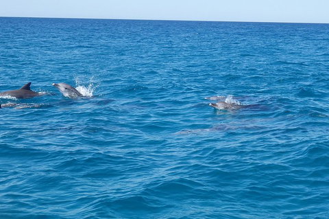 Noosa Wild Dolphin Safari - Phillip Island Accommodation 4