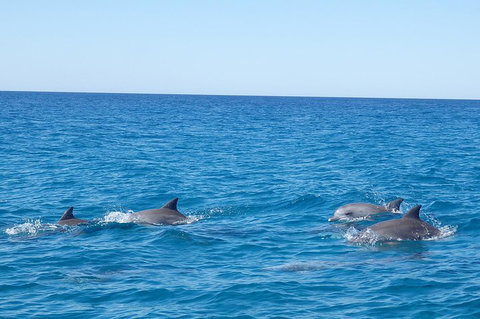 Noosa Wild Dolphin Safari - Phillip Island Accommodation 5