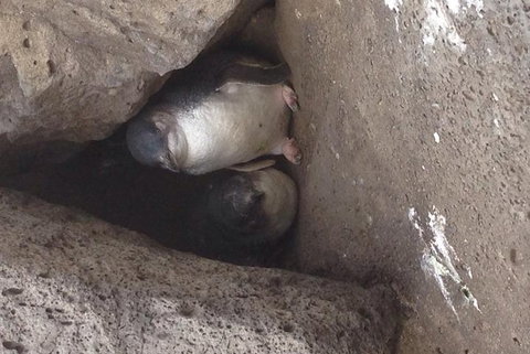 Food Tour Melbourne - St Kilda - Phillip Island Accommodation 3