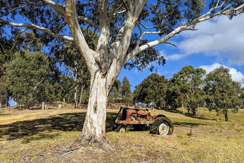 Blue Mountains Private Tour - Wild Kangaroos, Waterfalls And The Three Sisters - Phillip Island Accommodation 1