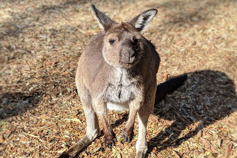 Blue Mountains Private Tour - Wild Kangaroos, Waterfalls And The Three Sisters - Phillip Island Accommodation 2