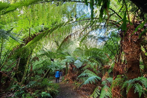 3-Day Adelaide To Melbourne Tour Including The Great Ocean Road - Phillip Island Accommodation 2