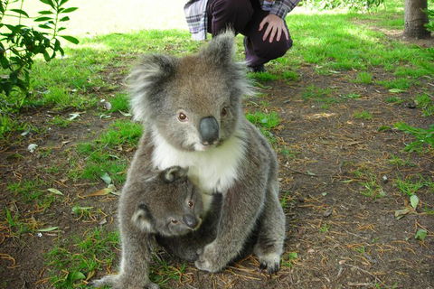 3-Day Adelaide To Melbourne Tour Including The Great Ocean Road - Phillip Island Accommodation 3