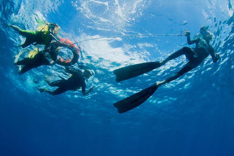 Passions Of Paradise Great Barrier Reef Snorkel And Dive Cruise From Cairns By Luxury Catamaran - Phillip Island Accommodation 2