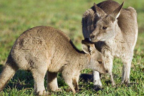 LGBT+ Friendly Full Day Phillip Island Private Tour - Phillip Island Accommodation 3