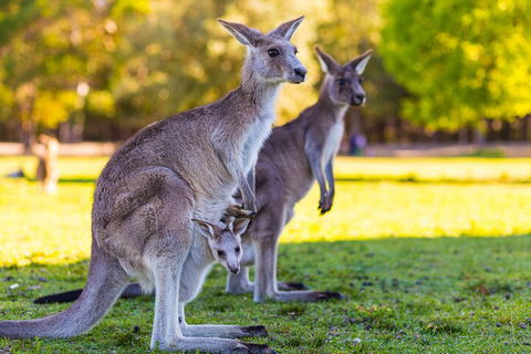 LGBT+ Friendly Full Day Phillip Island Private Tour - Phillip Island Accommodation 4