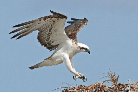 Shipwreck Special Nature Tour/Half Day Tour - Phillip Island Accommodation 4