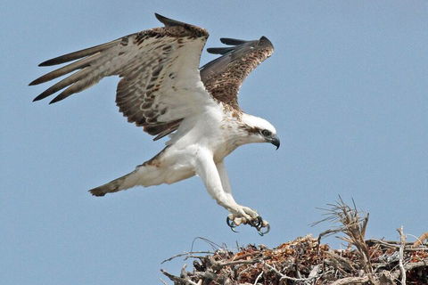 Pink Lake + Abrolhos Islands Nature Tour - Phillip Island Accommodation 3