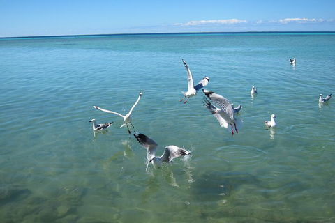 Pink Lake + Abrolhos Islands Nature Tour - Phillip Island Accommodation 5