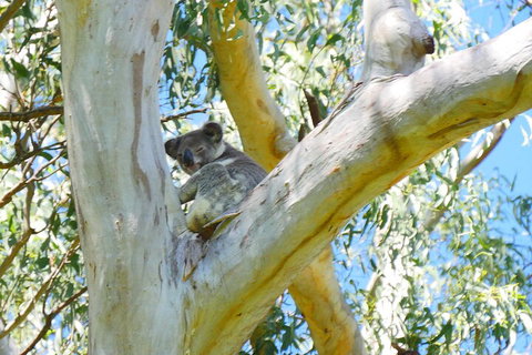 Best Of Moreton Bay Cruise - Phillip Island Accommodation 2