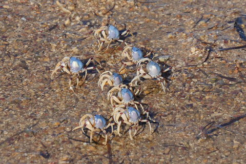 Best Of Moreton Bay Cruise - Phillip Island Accommodation 3