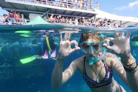 Great Barrier Reef Day Cruise From Cairns Including Snorkeling And Marine Biologist Presentation - Phillip Island Accommodation 0