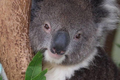 All Inclusive Blue Mountains Small-Group Day Trip From Sydney - Phillip Island Accommodation 1